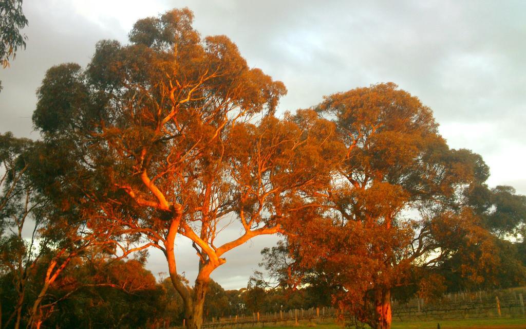 فيلا Hotham Ridge Estate Wandering المظهر الخارجي الصورة